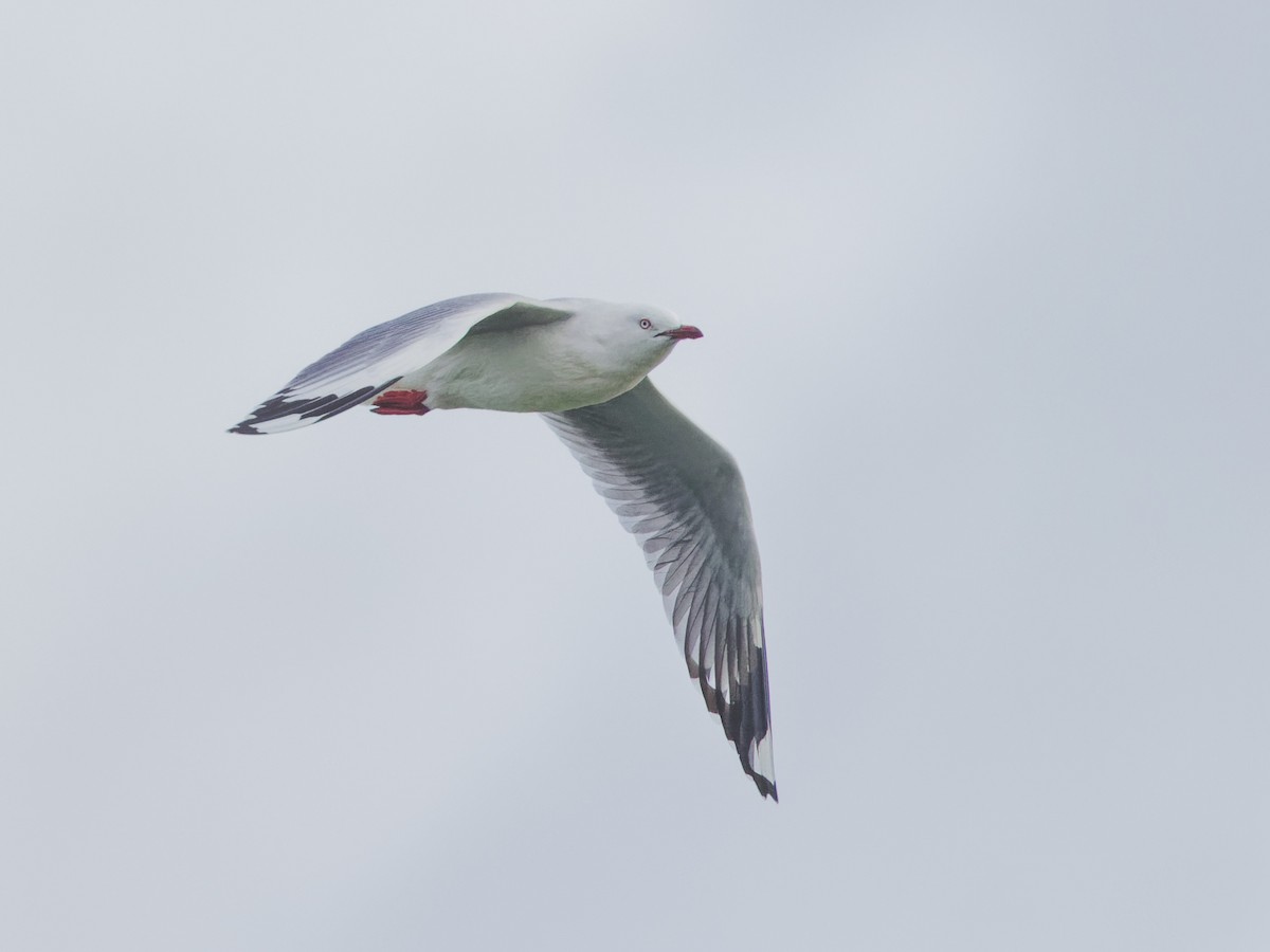 Silver Gull - ML619439330