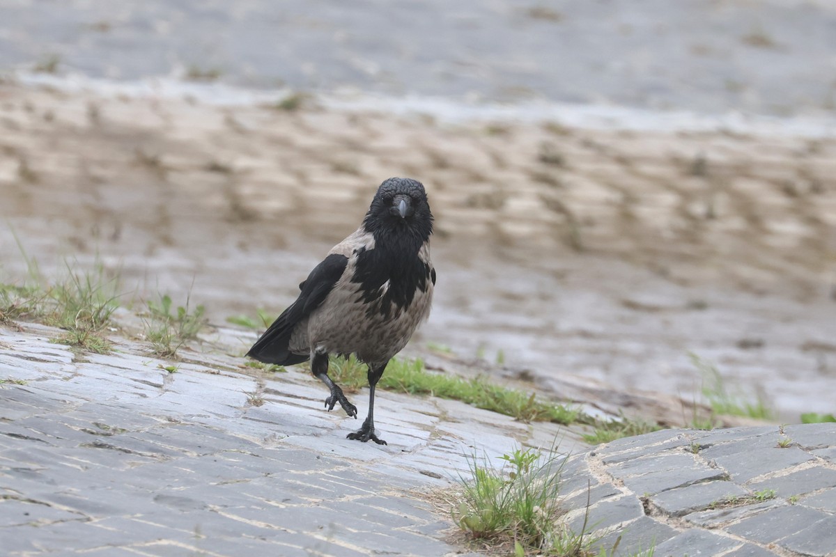 Hooded Crow - Charley Hesse TROPICAL BIRDING