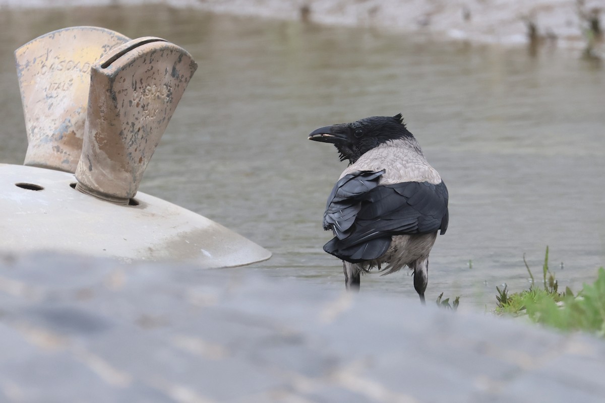 Hooded Crow - Charley Hesse TROPICAL BIRDING