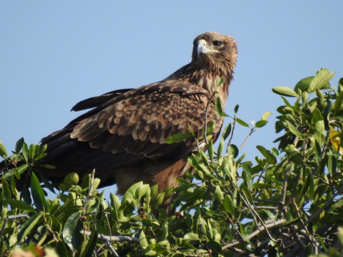 Tawny Eagle - Alastair Newton