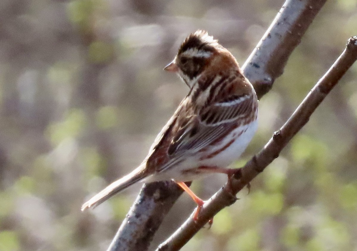 Rustic Bunting - Suzanne Roberts