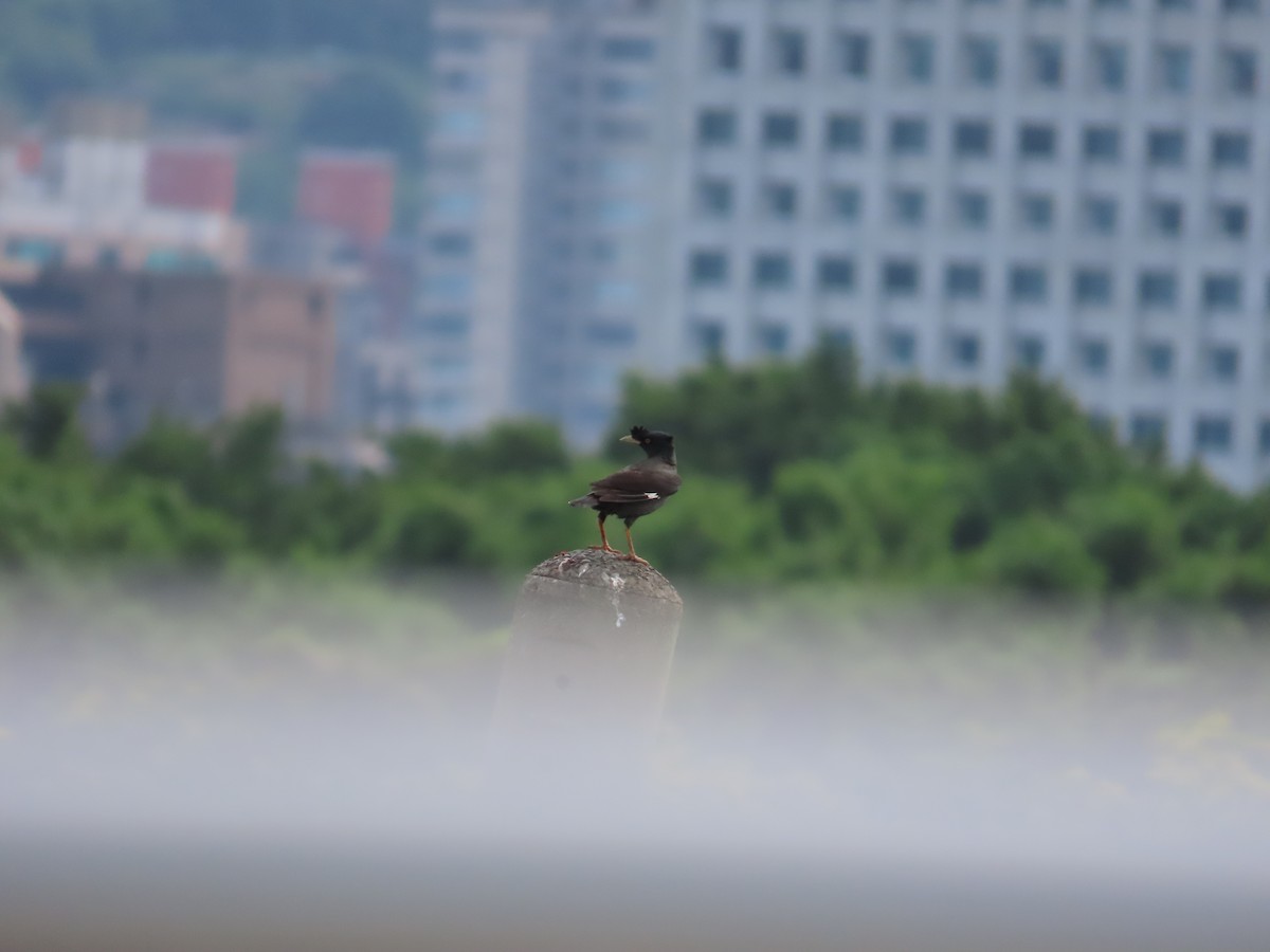 Crested Myna - ML619439346