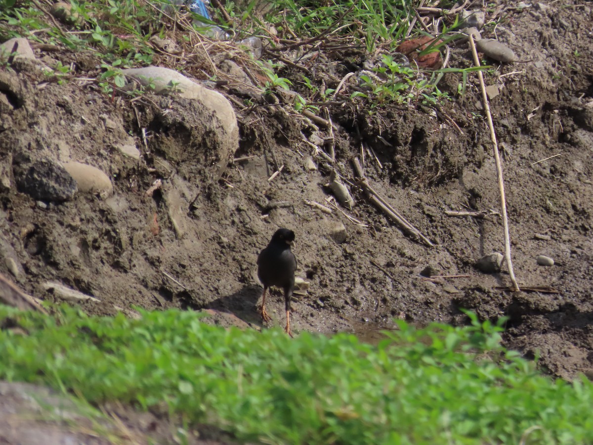 Crested Myna - ML619439351