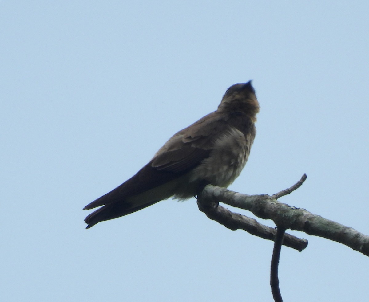 Southern Rough-winged Swallow - Jose Fernando Sanchez O.