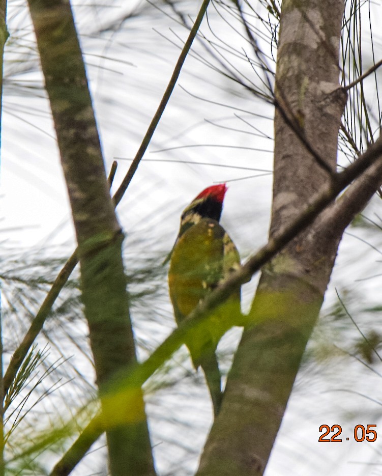 Black-rumped Flameback - Sanjana Kajawe