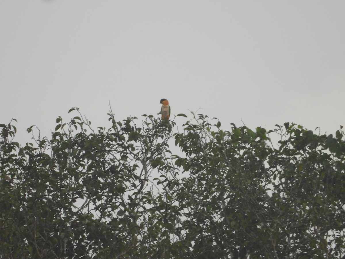 Black-headed Parrot - Dave Goucher