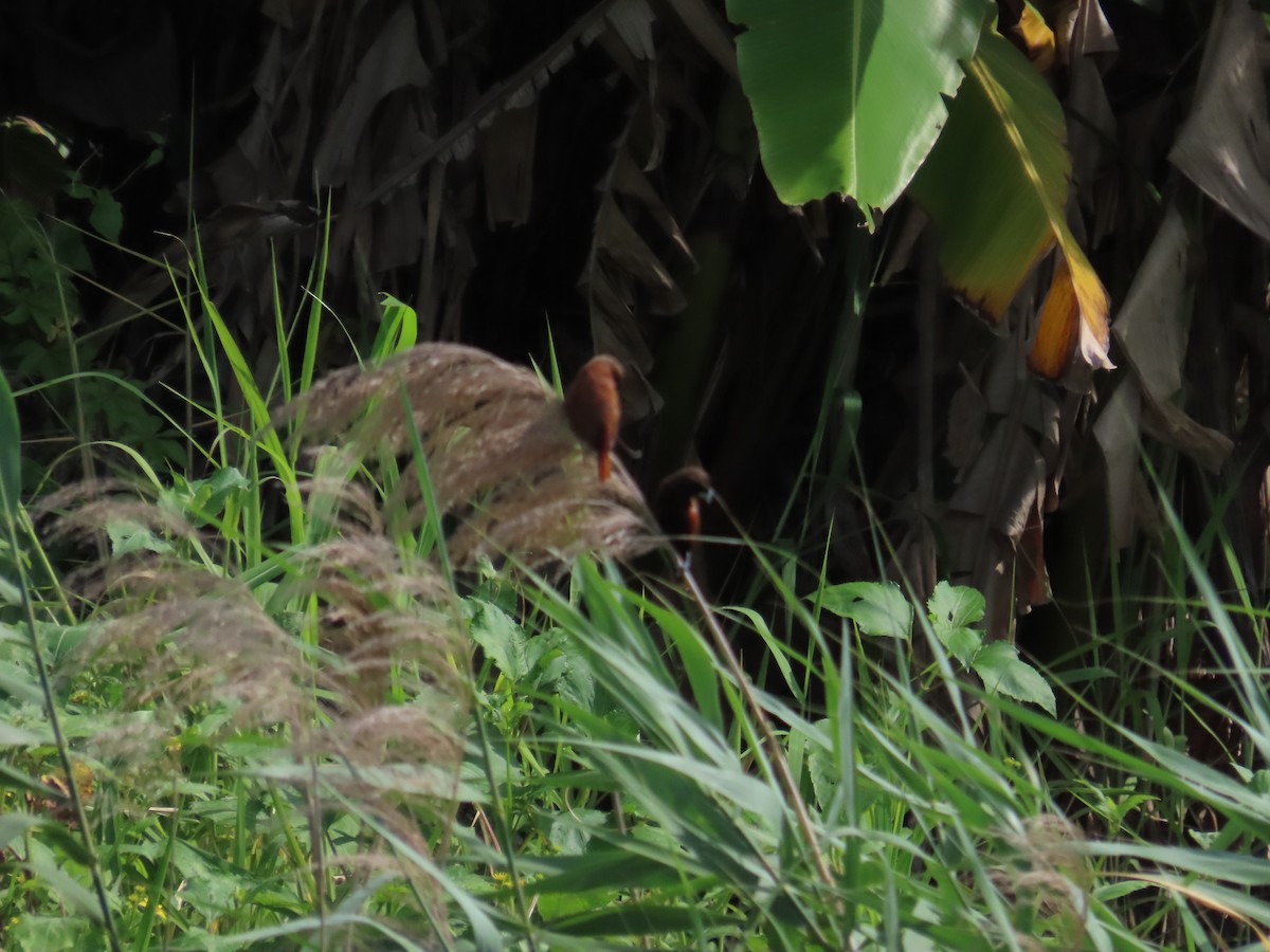 Chestnut Munia - ML619439380