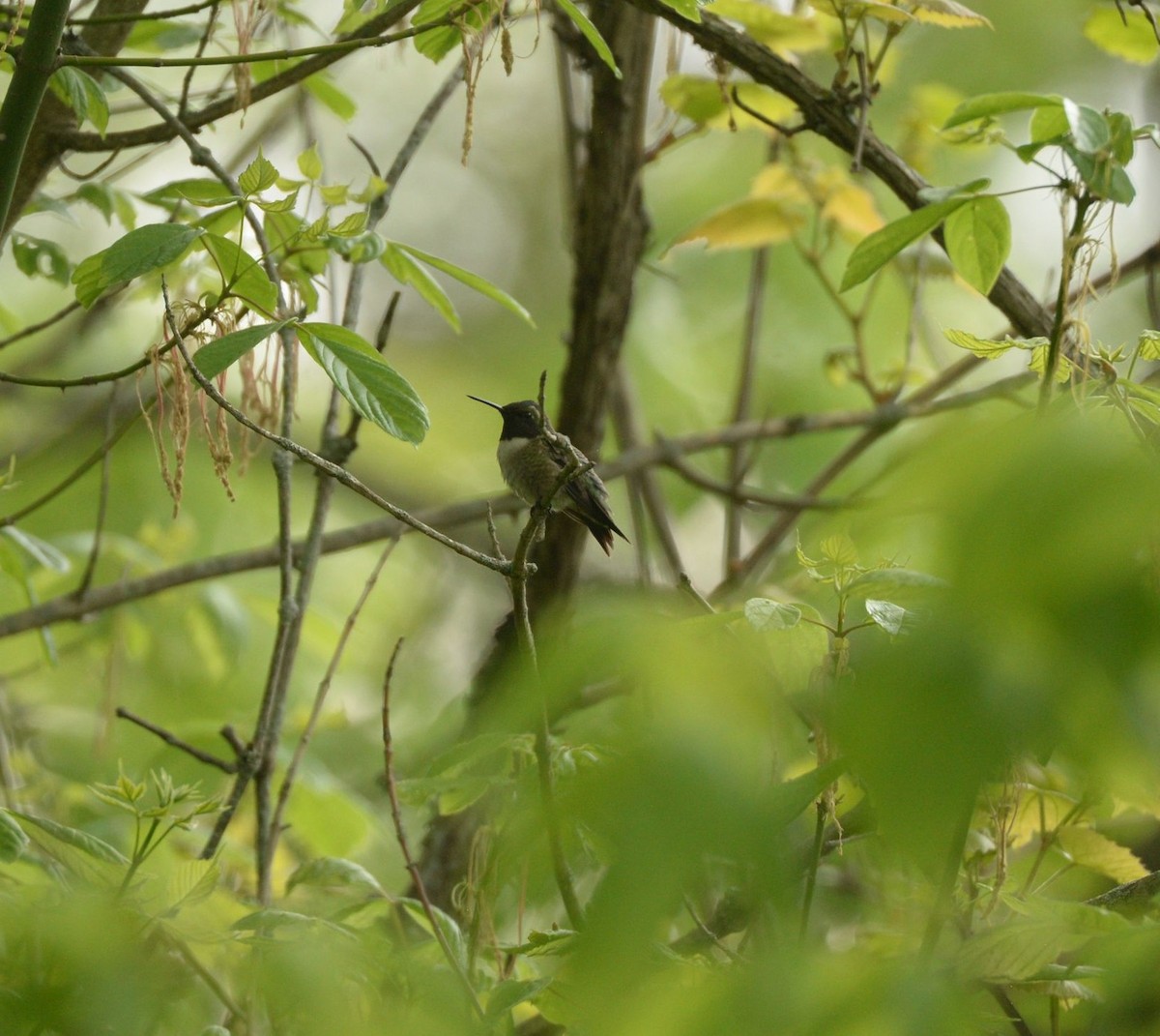 Ruby-throated Hummingbird - ML619439389