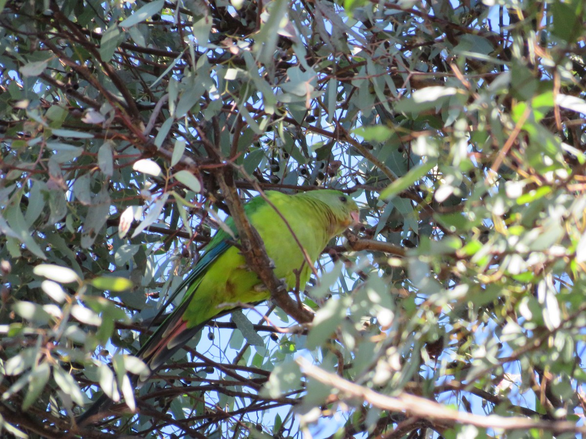 Superb Parrot - ML619439402