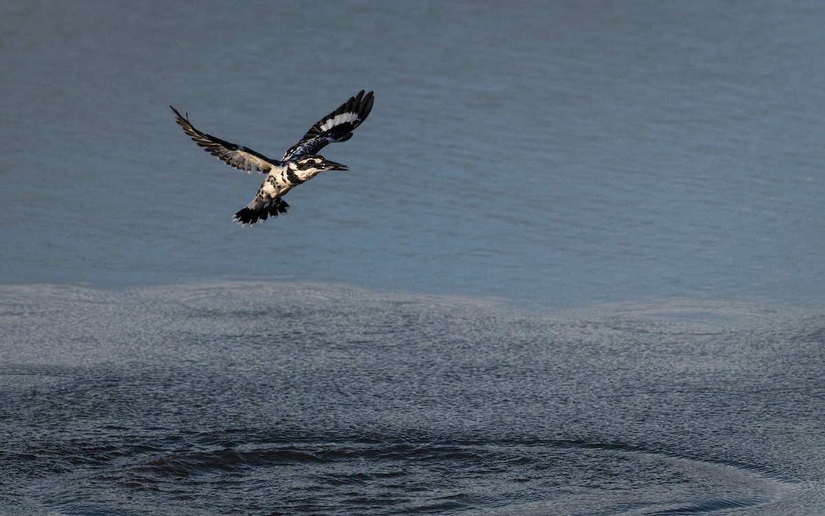 Pied Kingfisher - Sharang Satish