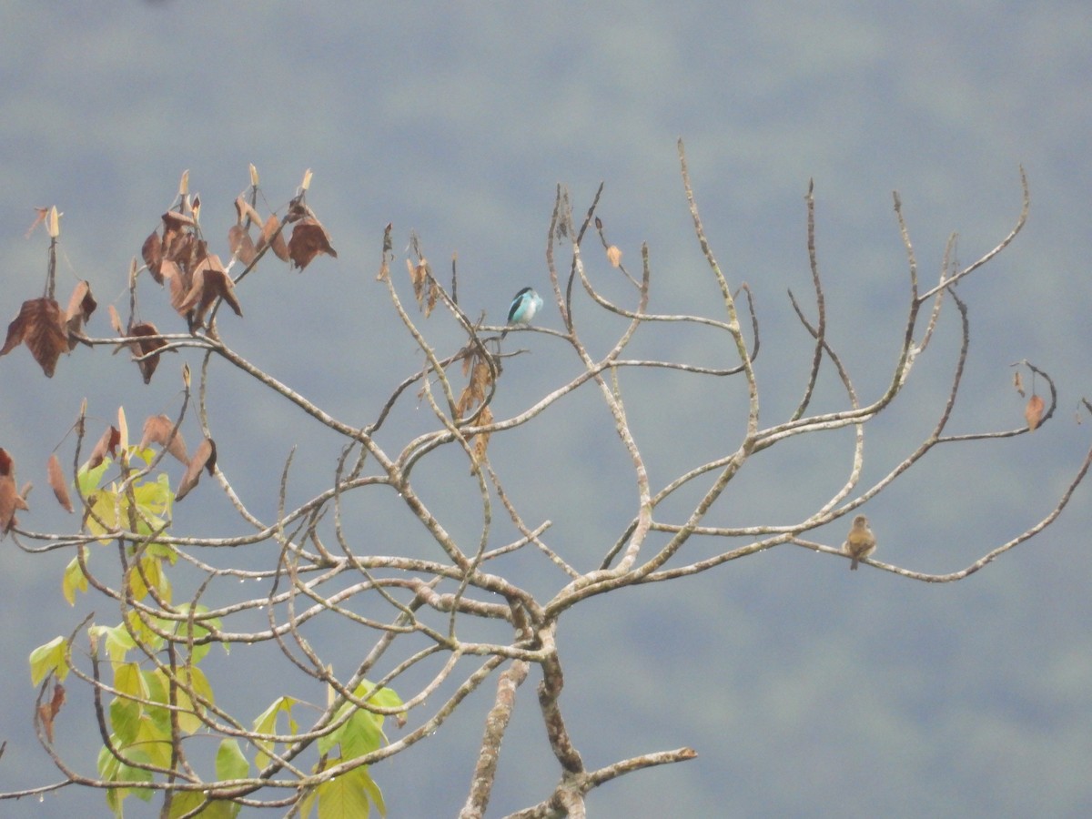 Black-faced Dacnis - Dave Goucher