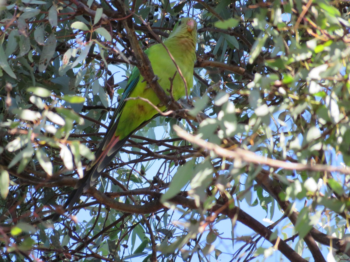 Superb Parrot - ML619439414