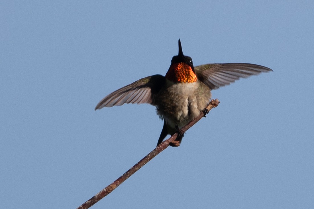 Ruby-throated Hummingbird - Bill Mitchell