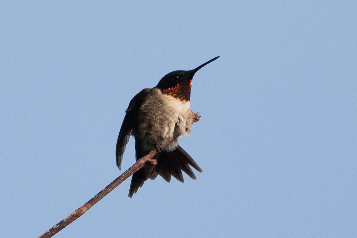 Ruby-throated Hummingbird - Bill Mitchell