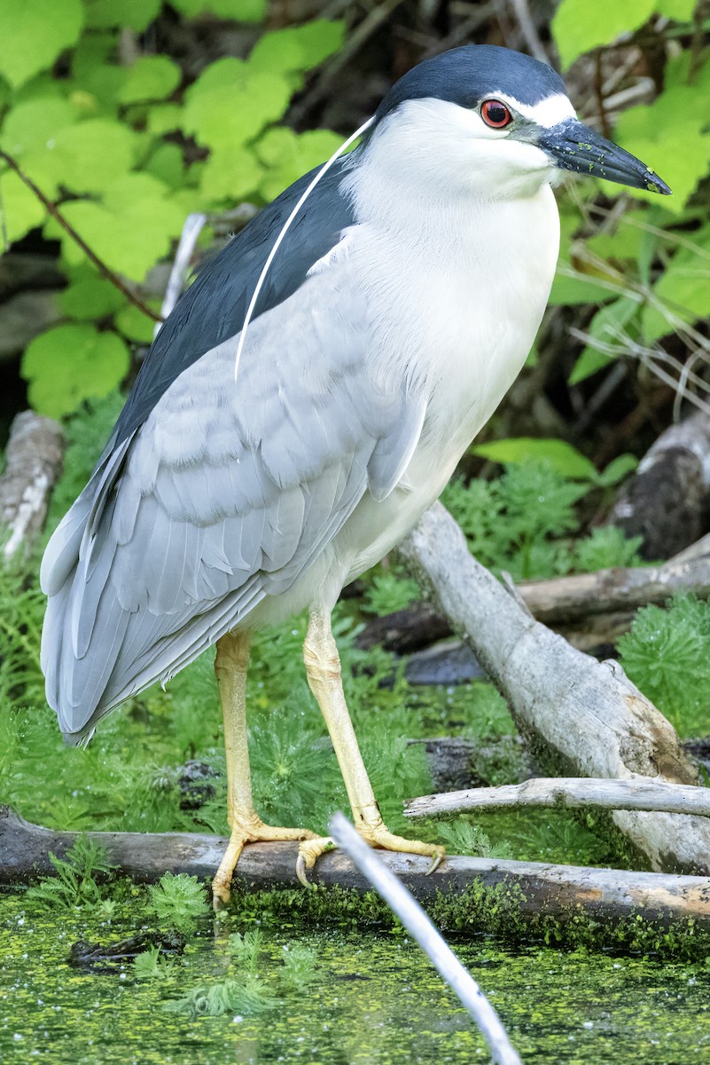 Black-crowned Night Heron - Scott Young