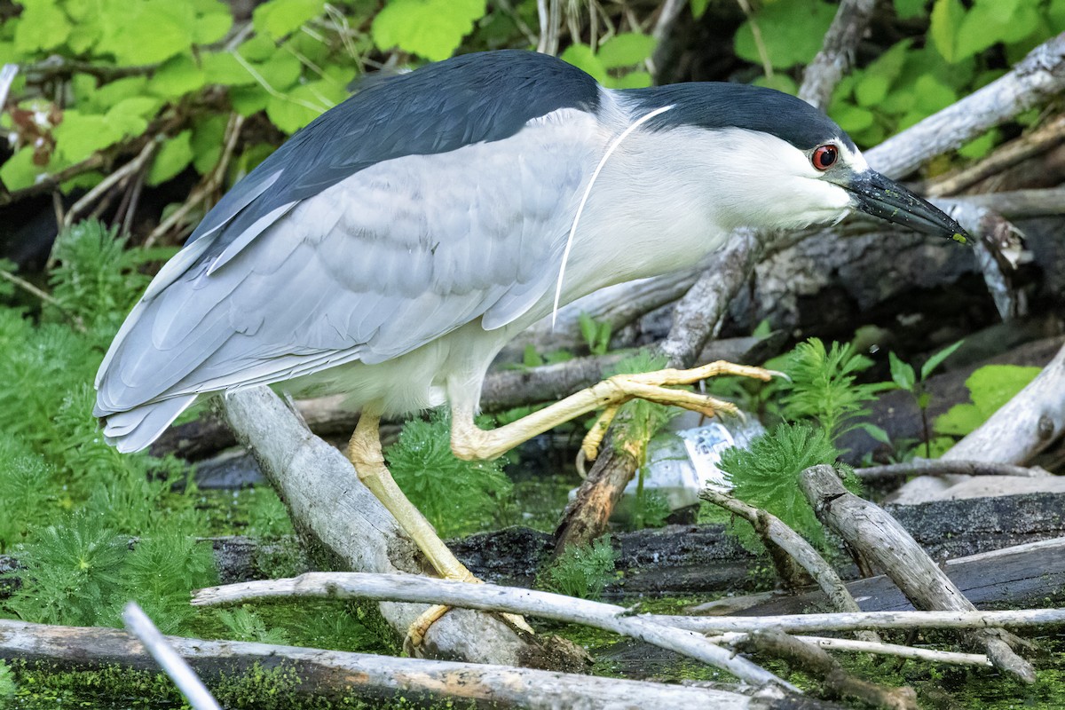 Black-crowned Night Heron - Scott Young