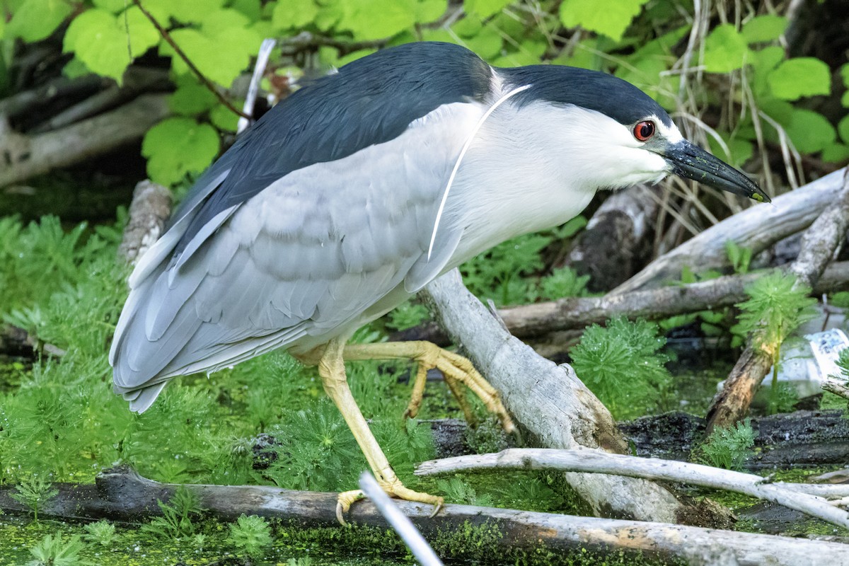 Black-crowned Night Heron - Scott Young