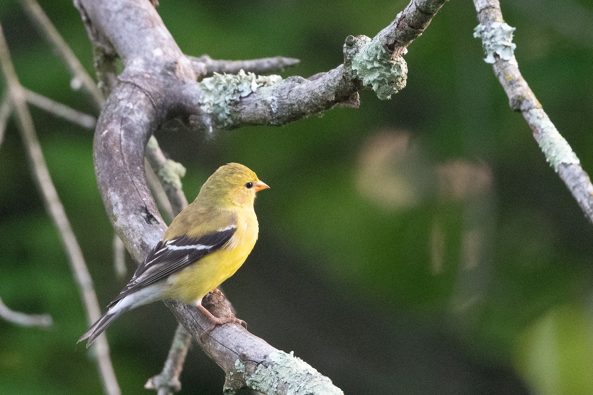 American Goldfinch - Bill Mitchell