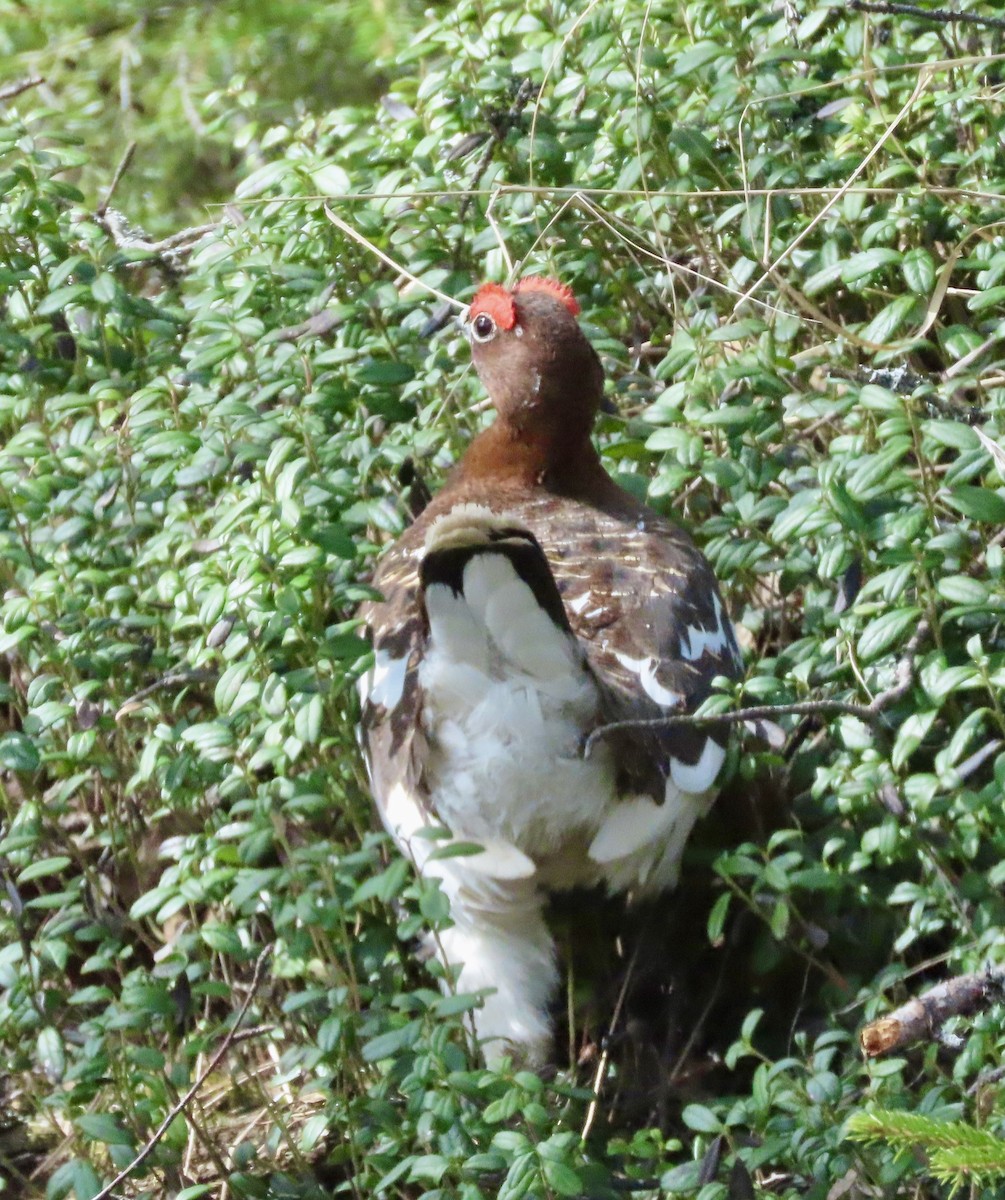 Willow Ptarmigan - Suzanne Roberts