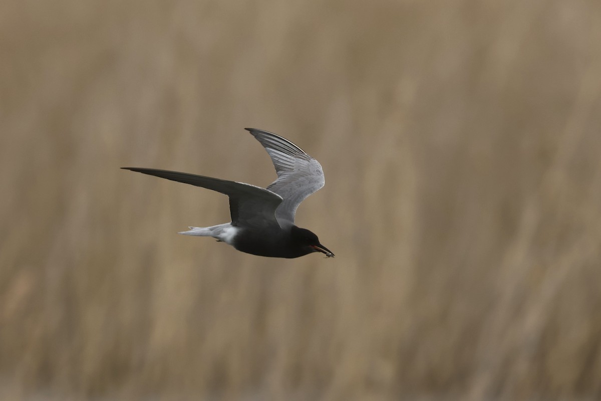 Black Tern (Eurasian) - Charley Hesse TROPICAL BIRDING