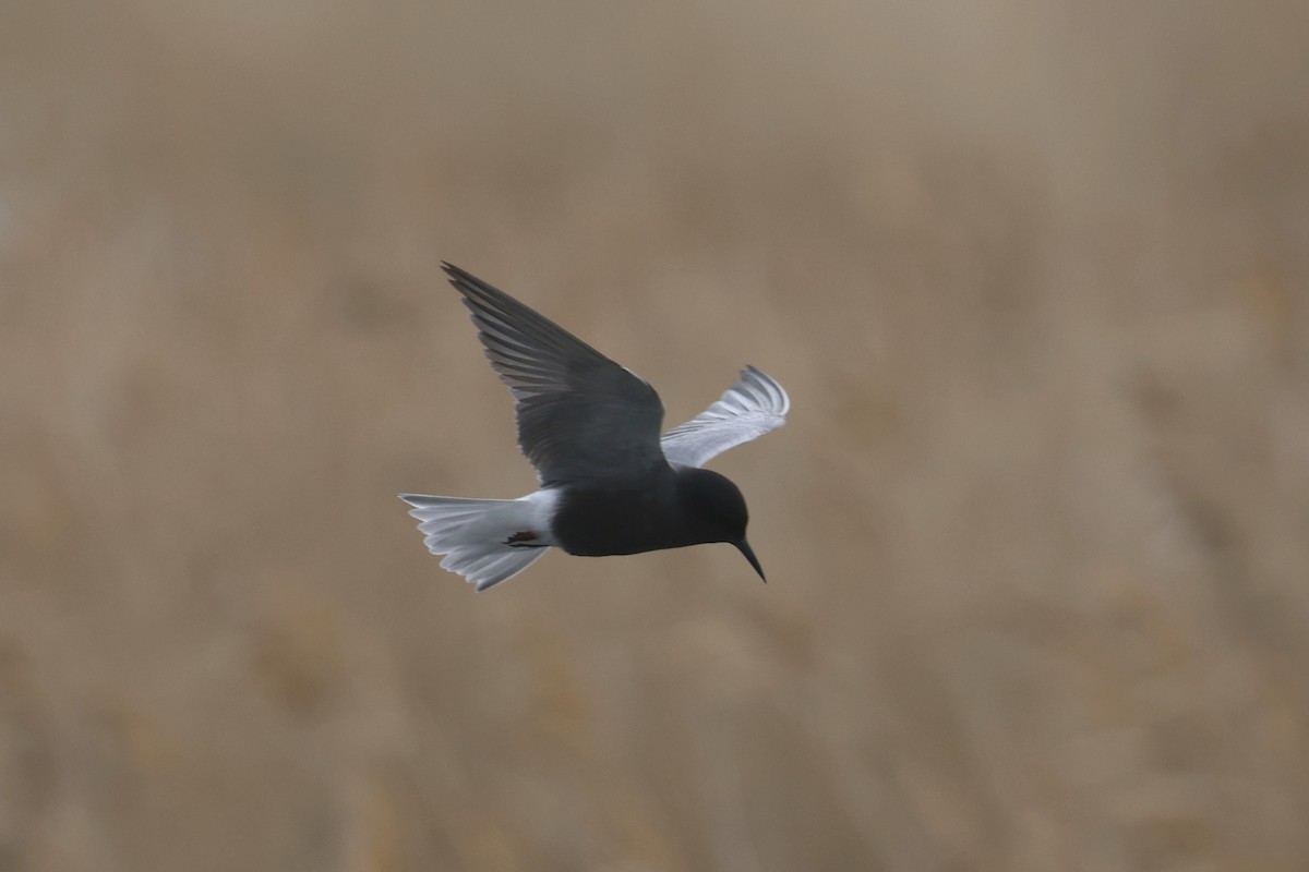 Black Tern (Eurasian) - Charley Hesse TROPICAL BIRDING