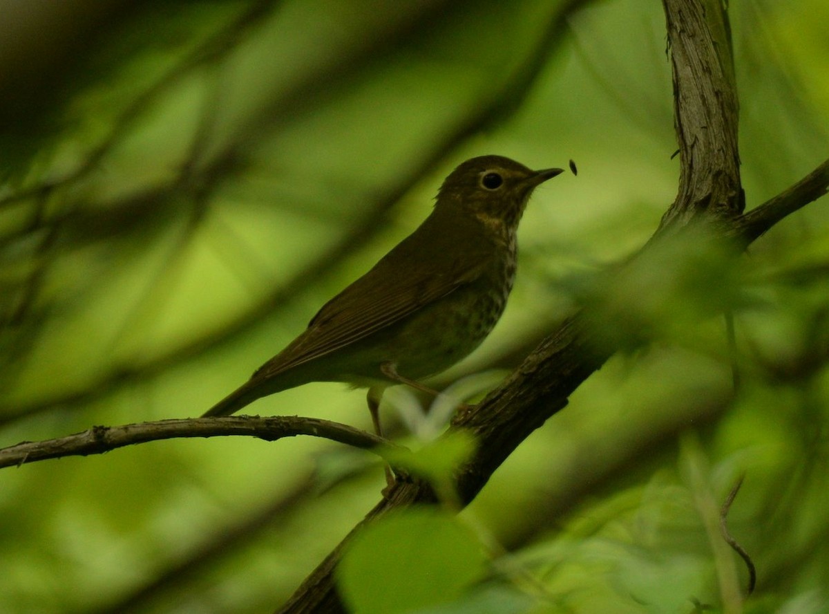 Swainson's Thrush - Daniel DeLapp