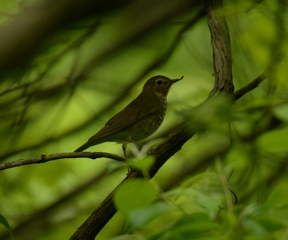 Swainson's Thrush - Daniel DeLapp