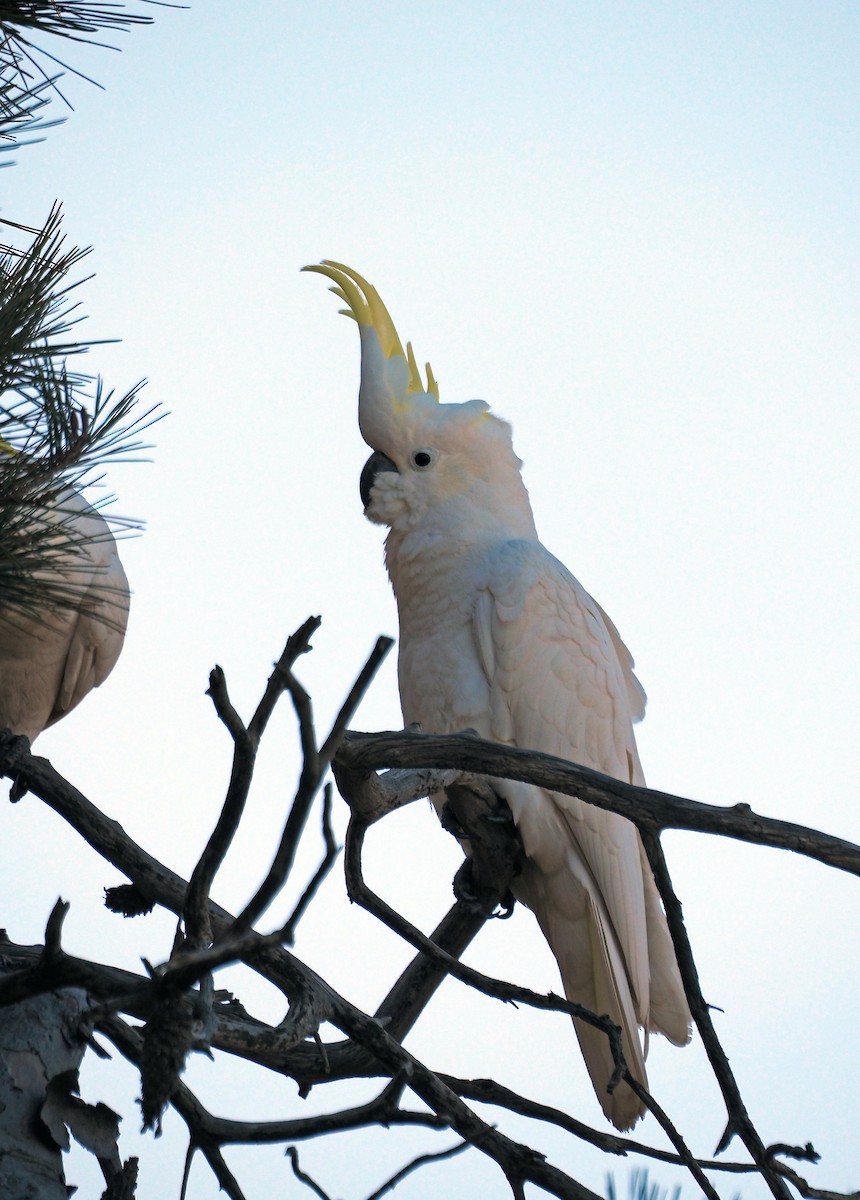 Sulphur-crested Cockatoo - ML619439454