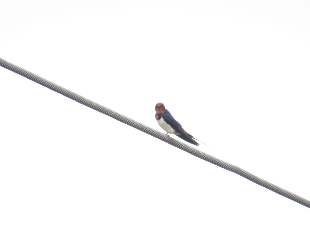 Barn Swallow - 韋勳 陳