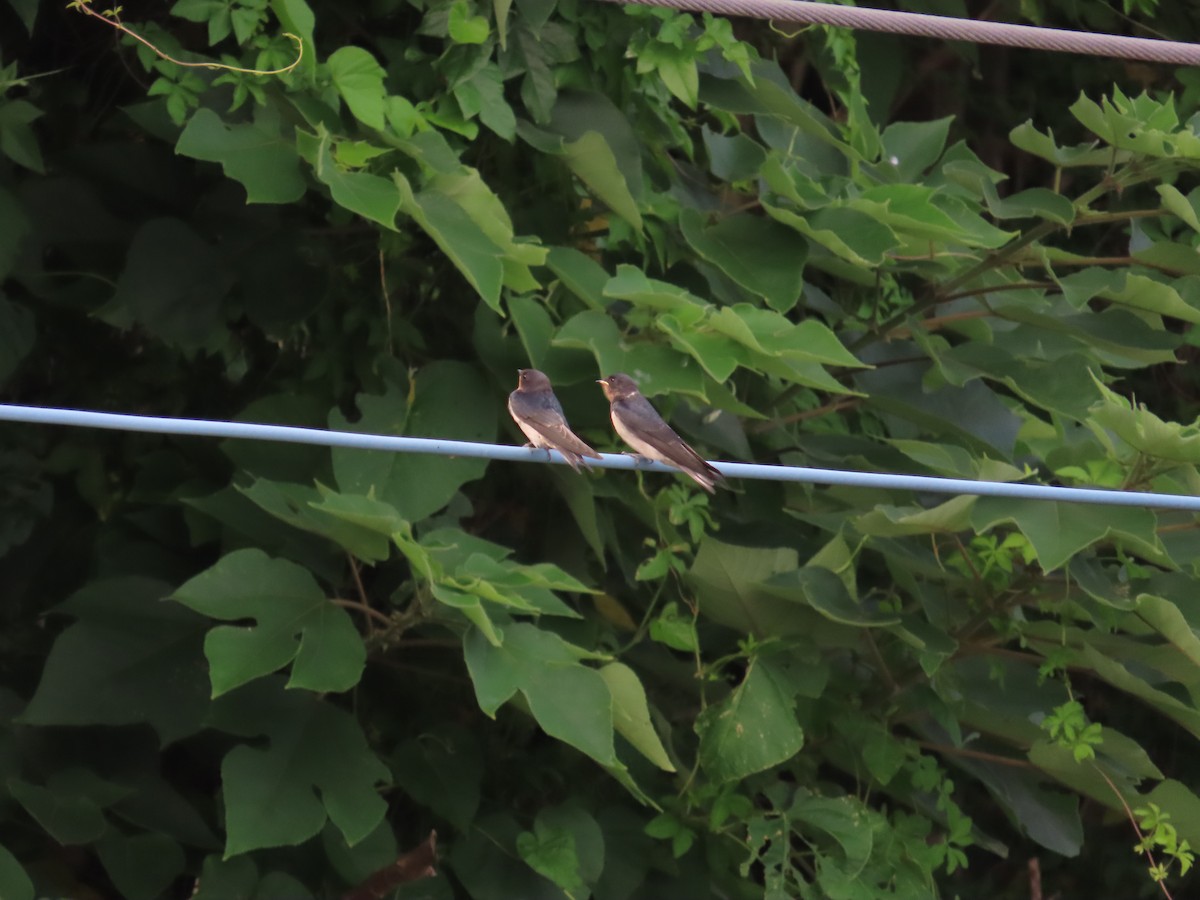 Barn Swallow - ML619439466