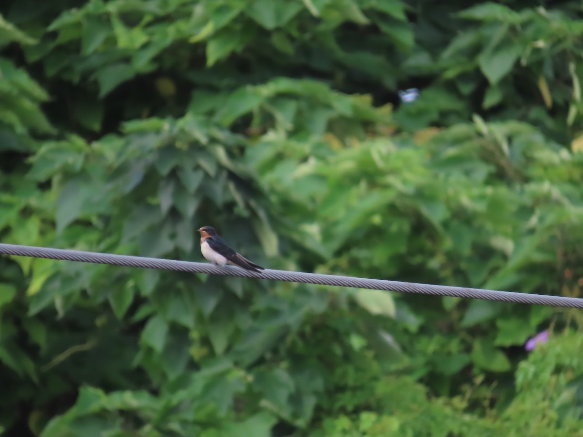 Barn Swallow - ML619439467