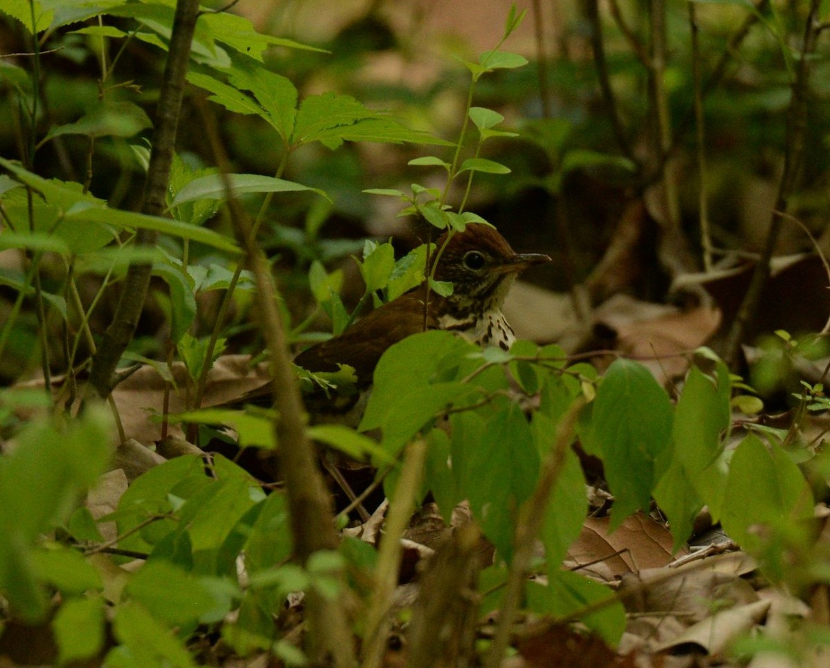 Wood Thrush - ML619439468