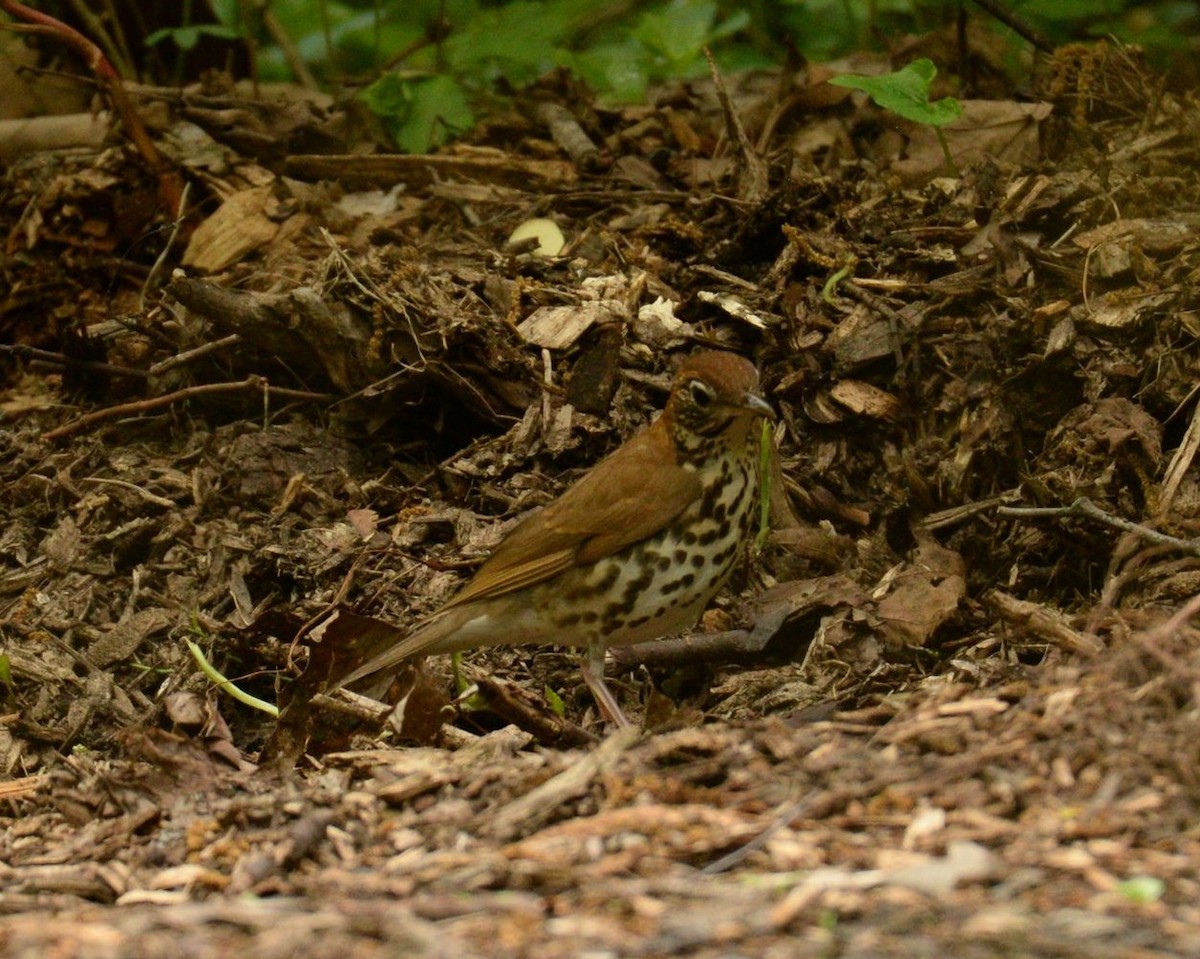 Wood Thrush - Daniel DeLapp