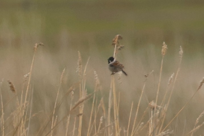 Reed Bunting - Charley Hesse TROPICAL BIRDING