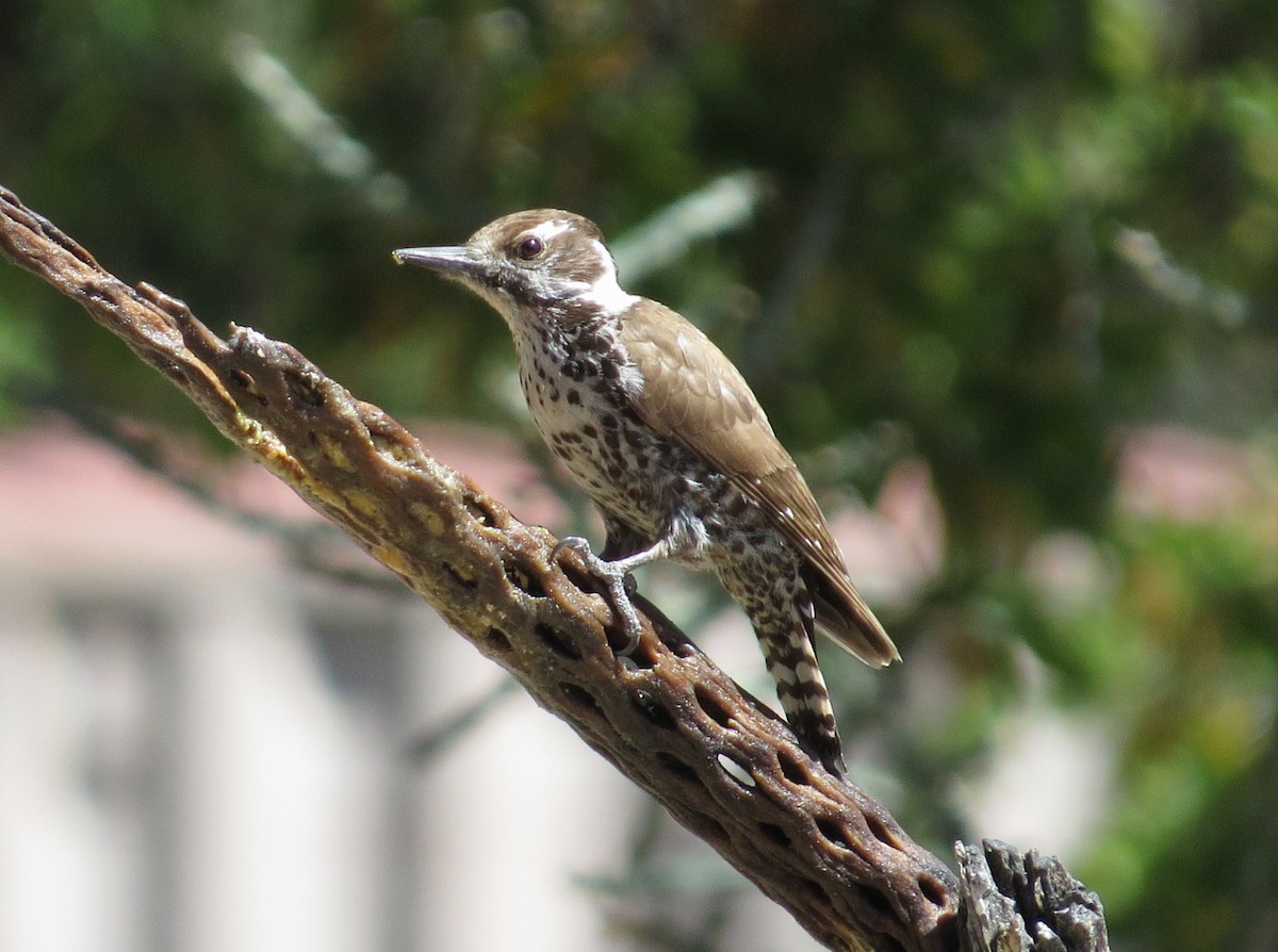 Arizona Woodpecker - Shaun Robson