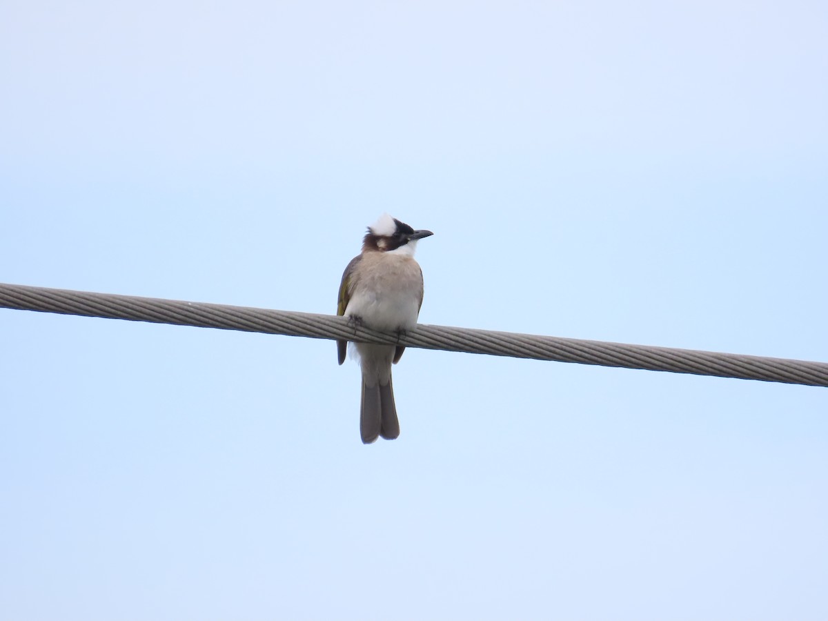 Light-vented Bulbul - 韋勳 陳