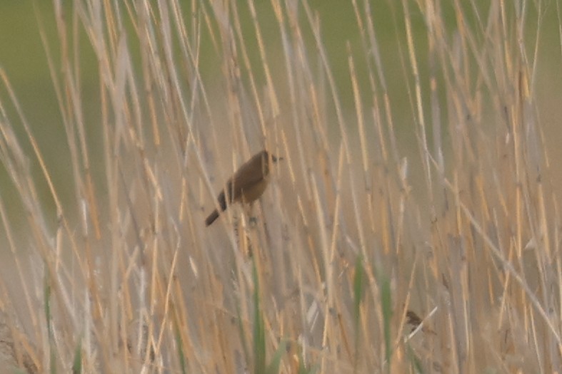 Savi's Warbler - Charley Hesse TROPICAL BIRDING