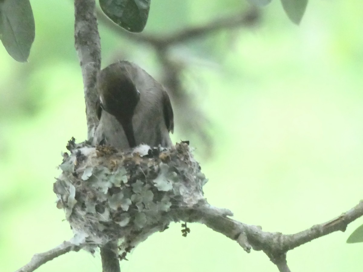 Black-chinned Hummingbird - Tammy Brown