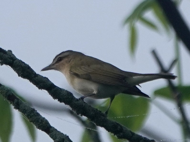 Red-eyed Vireo - Peter Blancher