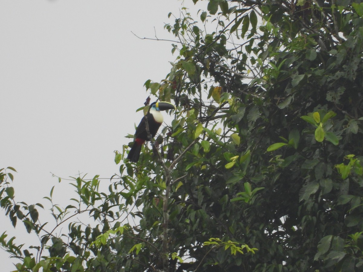 Channel-billed Toucan - Dave Goucher