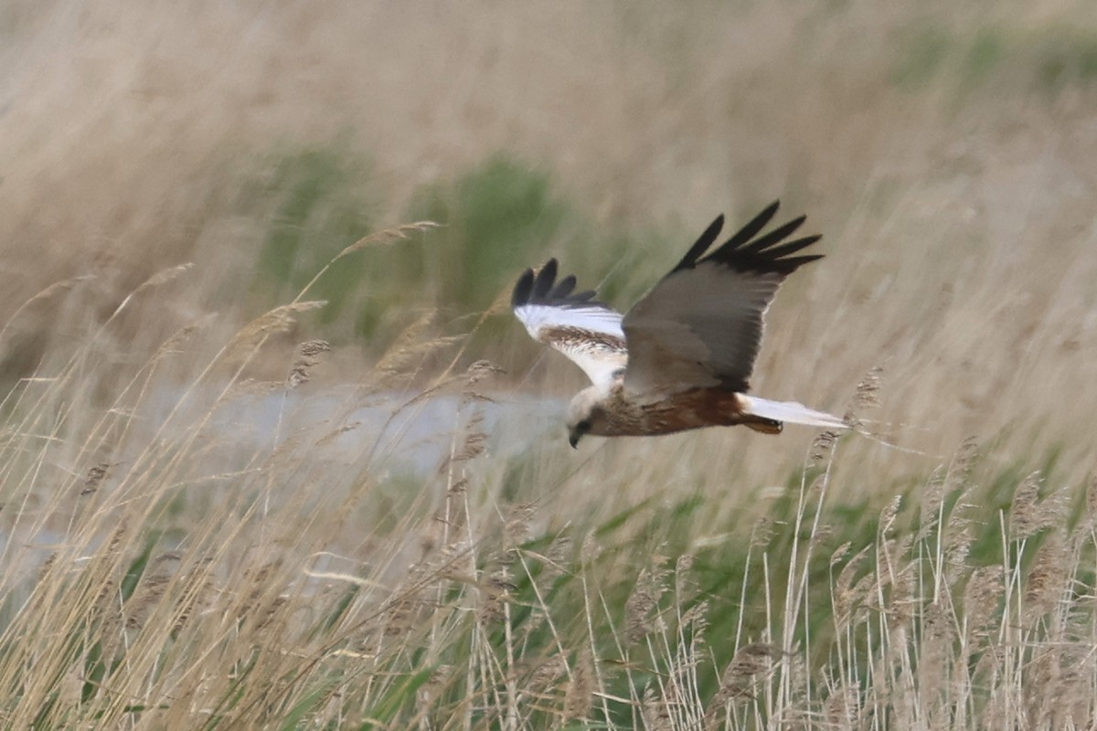 Western Marsh Harrier - Charley Hesse TROPICAL BIRDING