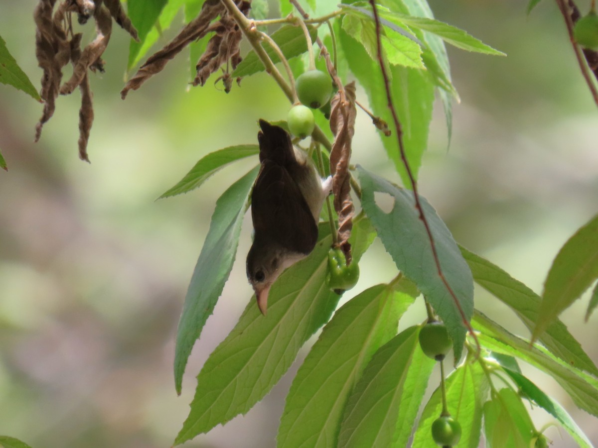 Pale-billed Flowerpecker - ML619439490