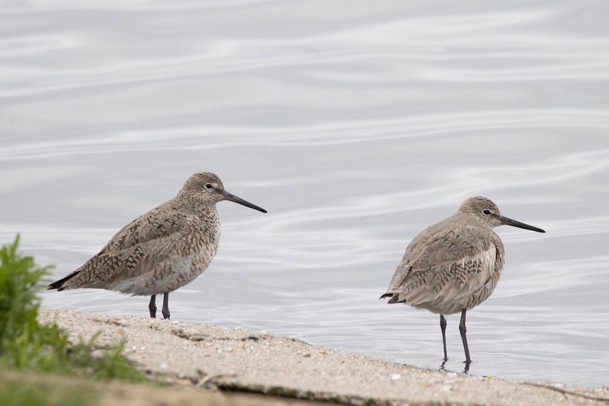 Willet - Kevin Vande Vusse