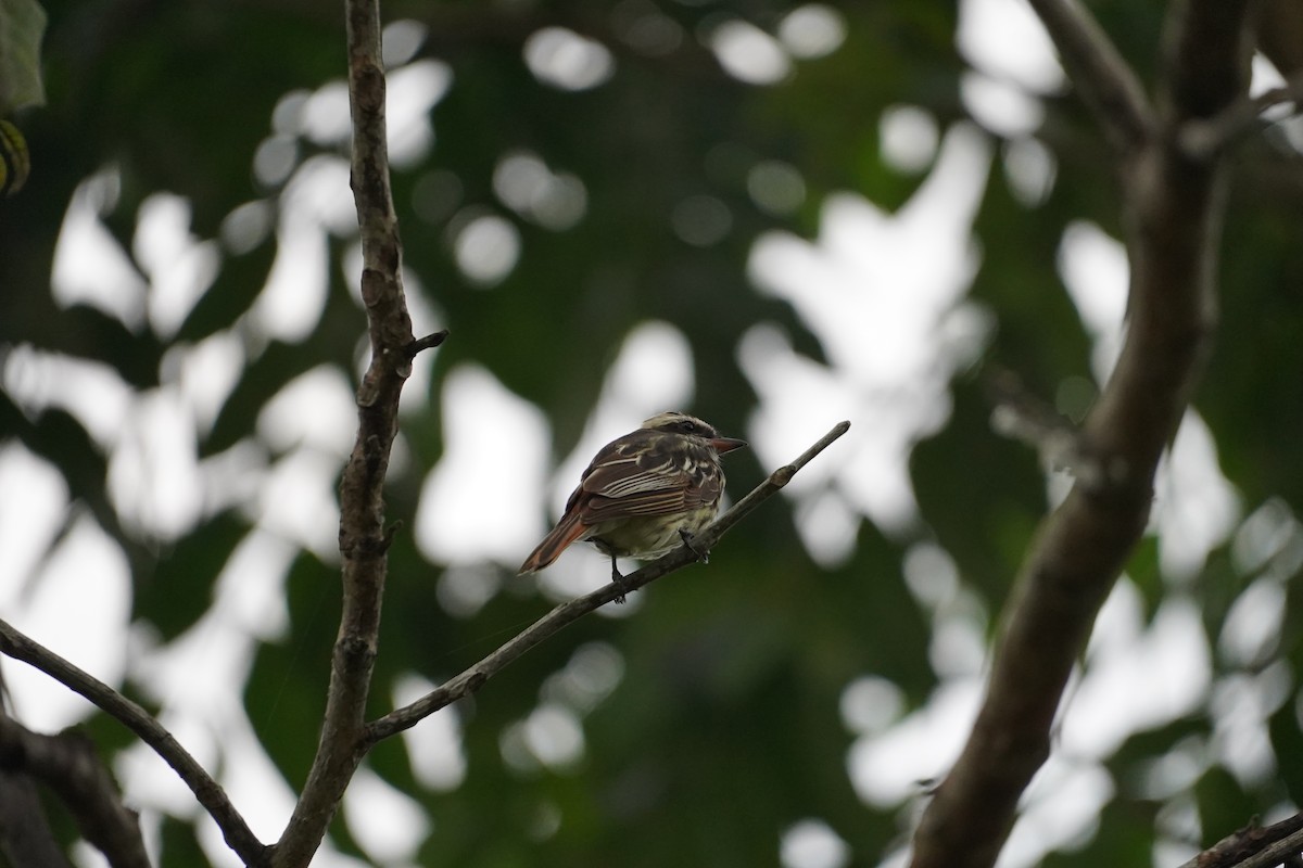 Variegated Flycatcher - ML619439493