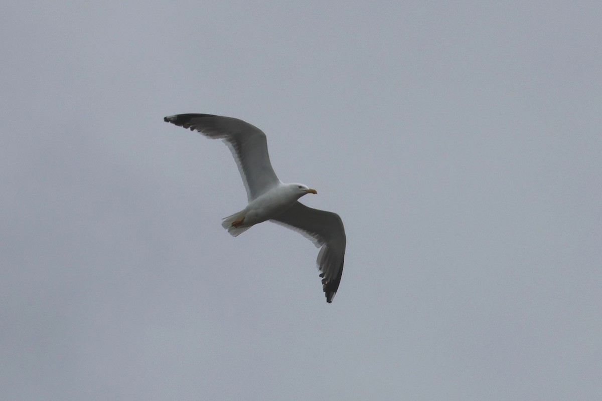 Lesser Black-backed Gull (Steppe) - Charley Hesse TROPICAL BIRDING