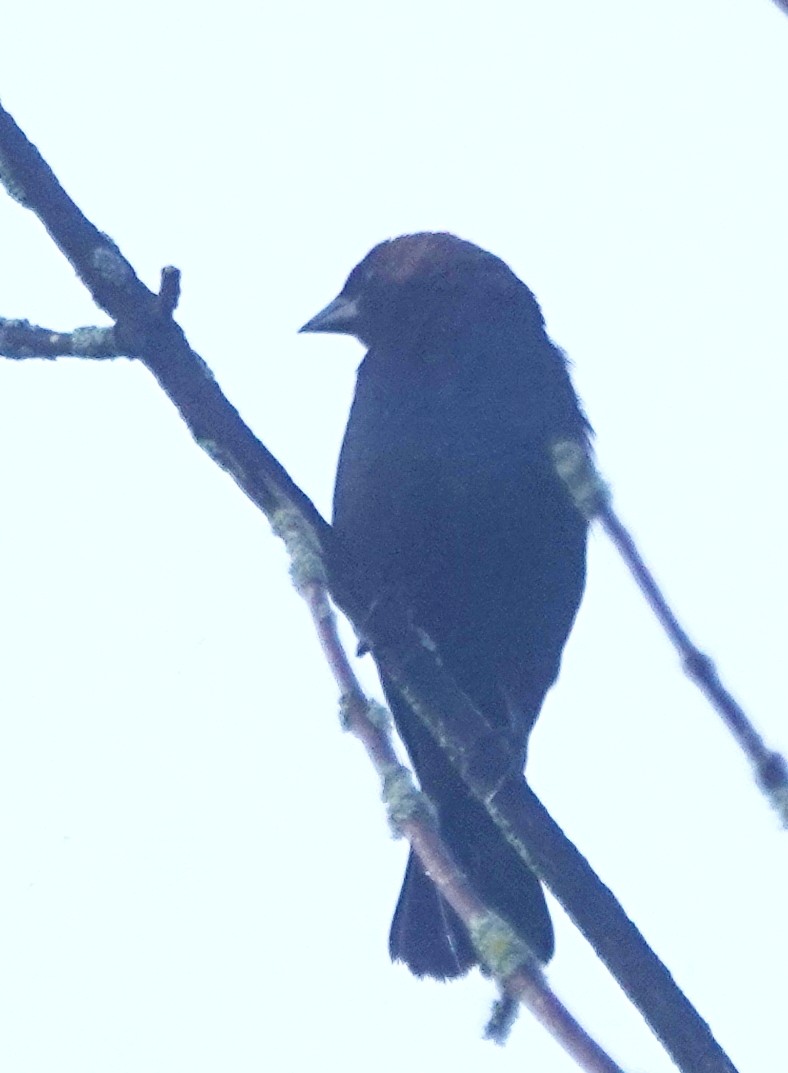 Brown-headed Cowbird - Peter Blancher