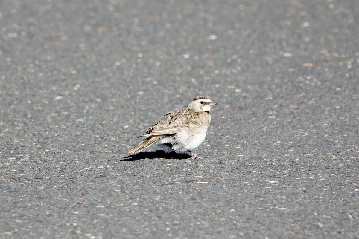 Horned Lark - Lorin Wilkerson