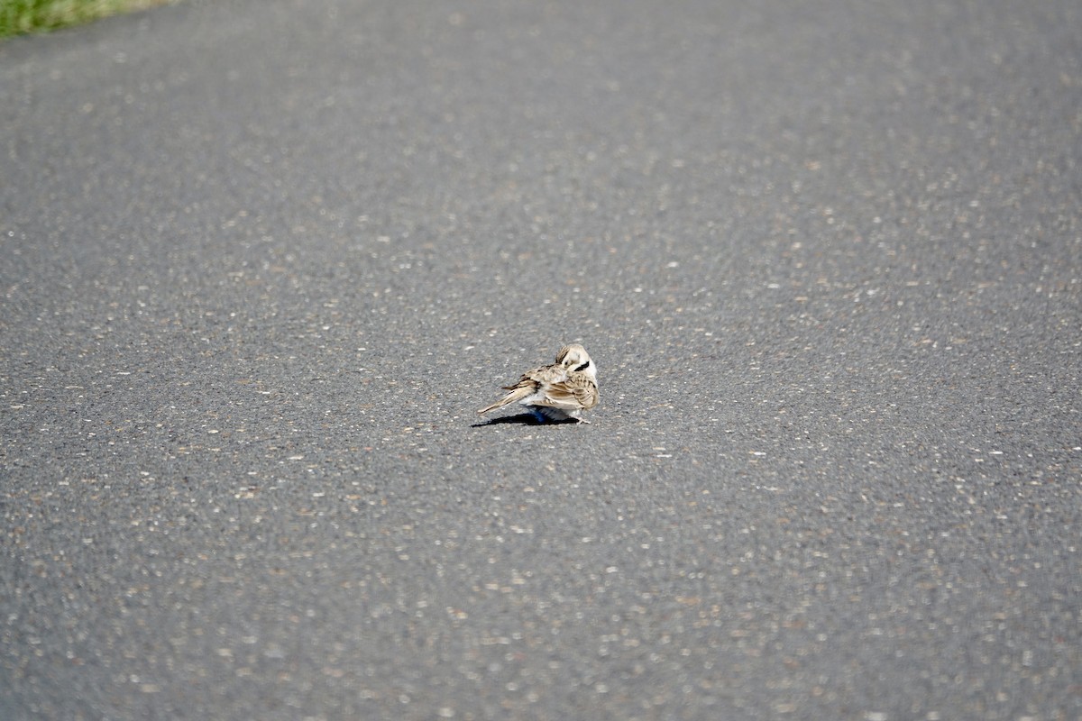 Horned Lark - Lorin Wilkerson