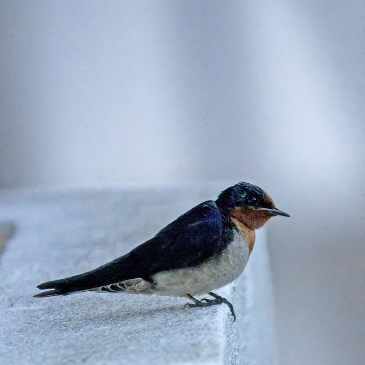 Pacific Swallow - Ching Chai Liew