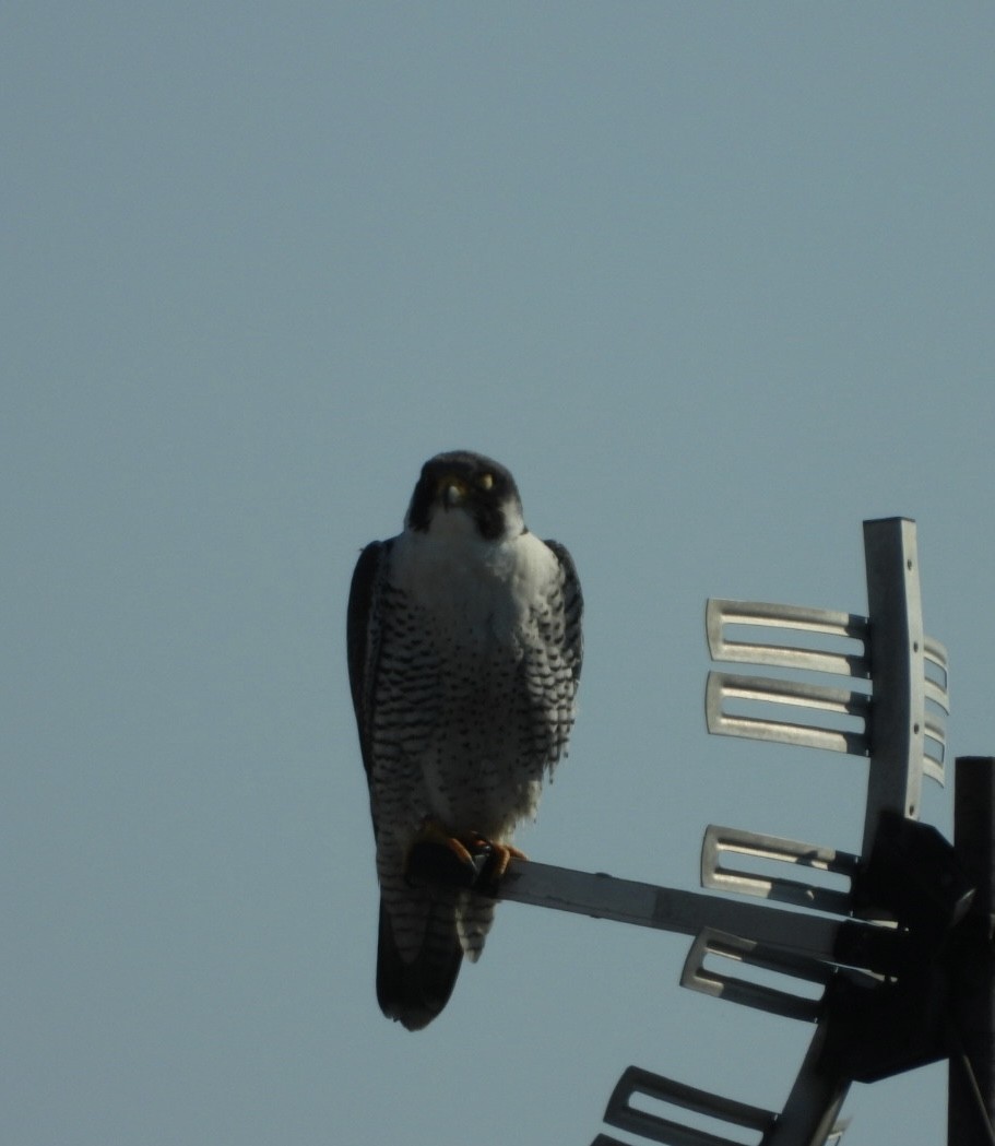 Peregrine Falcon - Mandy Gibson